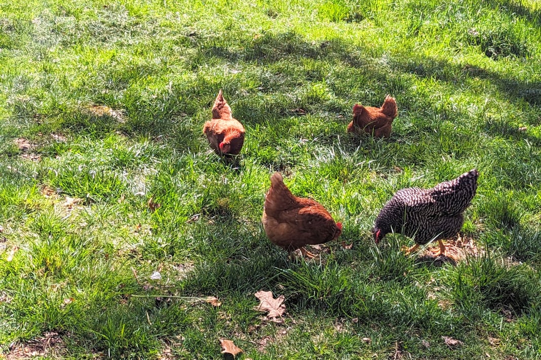 Farm Fresh Eggs | Free-Range, Local Eggs | Buy Fresh Farm Eggs Online