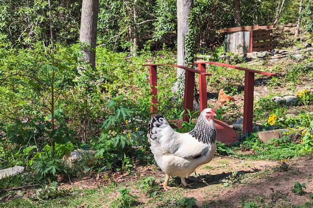 Farm Fresh Eggs | Free-Range, Local Eggs | Buy Fresh Farm Eggs Online